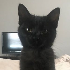 Meet your Posher, Ashton